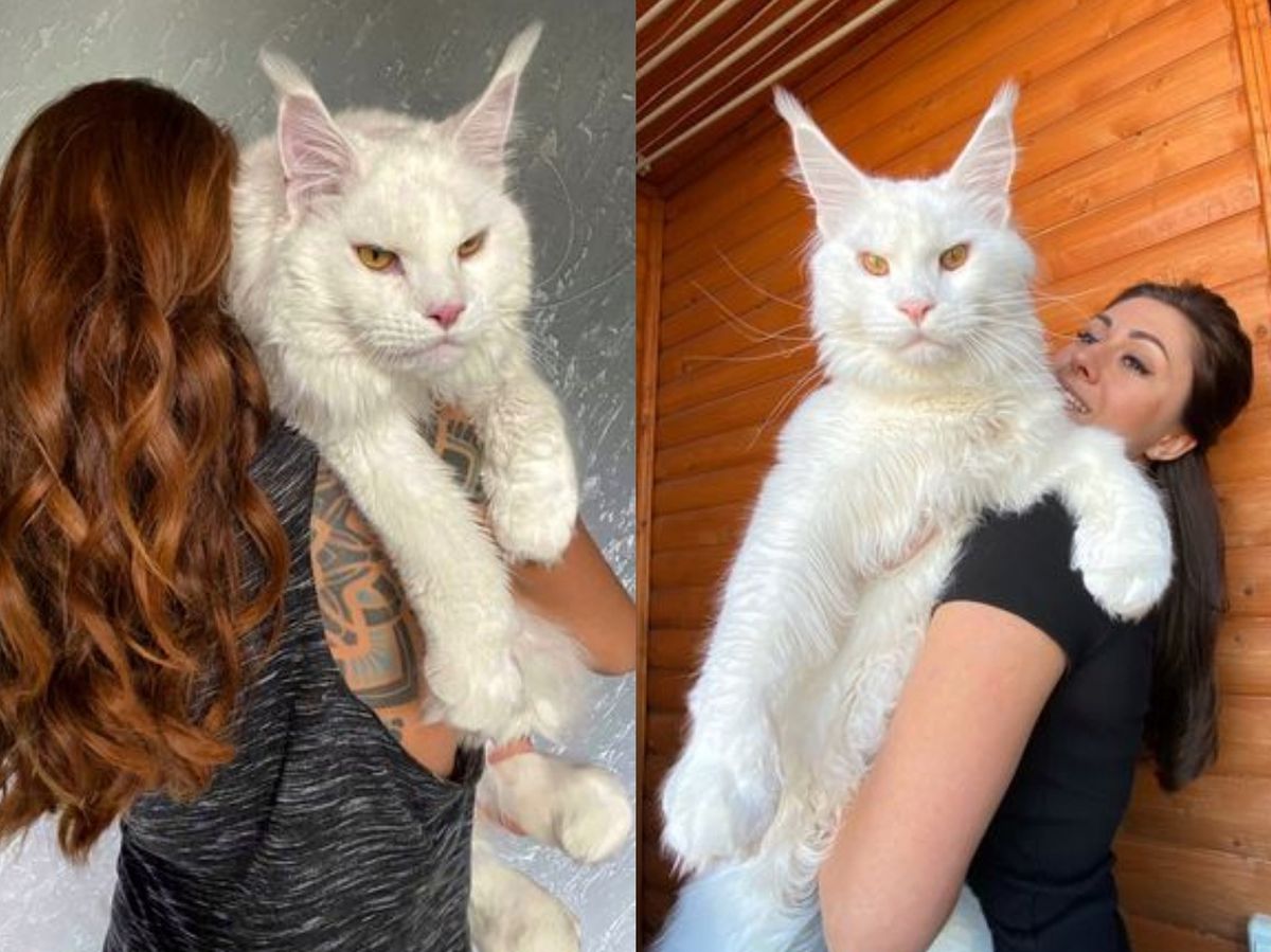 Ce animal vezi în imagine?! Pisică sau cățel?! Vei fi suprins să afli răspunsul