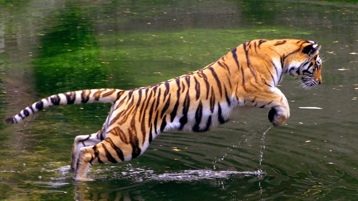 Noul An Chinezesc 2022 începe pe 1 februarie Ce schimbări se produc pentru zodii