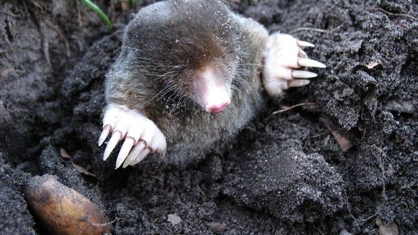 Ziua Cârtiţei, 2 februarie 2022. Când se termină, de fapt, iarna?