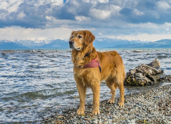 3 februarie 2022! Ziua Golden Retriever-ilor
