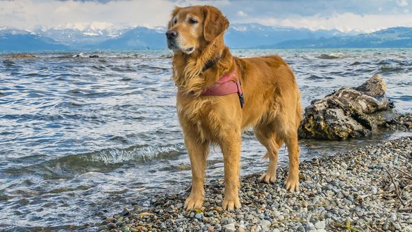 3 februarie 2022! Ziua Golden Retriever-ilor