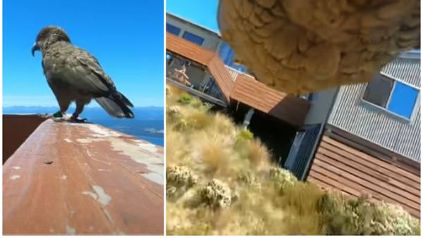 Imagini virale! Un papagal cleptoman a furat o cameră GoPro! Ce imagini a surprins