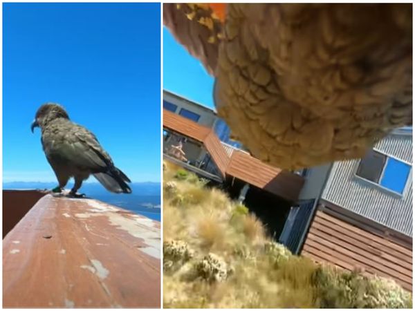 Imagini virale! Un papagal cleptoman a furat o cameră GoPro! Ce imagini a surprins