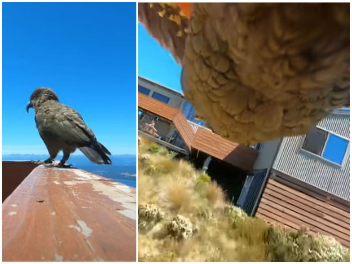 Imagini virale! Un papagal cleptoman a furat o cameră GoPro! Ce imagini a surprins