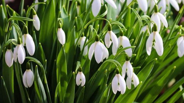 Dimineața Nebună: Restricții pentru vânzătorii ambulanți de ghiocei din Piatra Neamț! Anunțul Poliției Locale - AUDIO