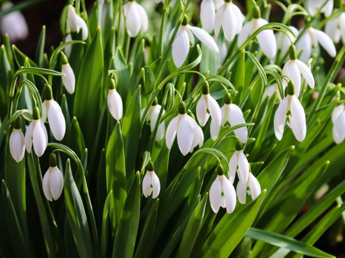 Restricții pentru vânzătorii ambulanți de ghiocei din Piatra Neamț