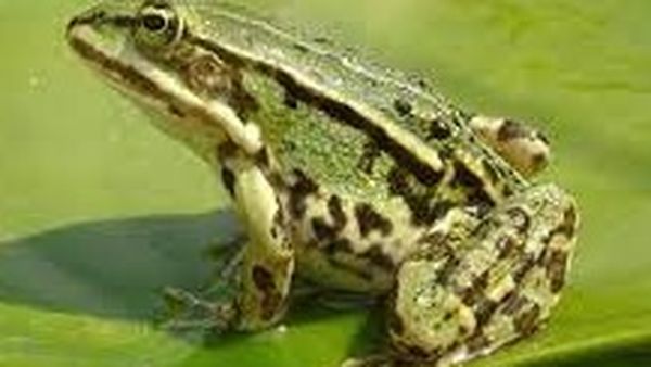 Dimineața Nebună. Cercetătorii au descoperit că piciorul unei broaște s-a refăcut după un cocktail de cinci medicamente. Abordarea ar putea fi aplicată și la oameni în viitor. Audio