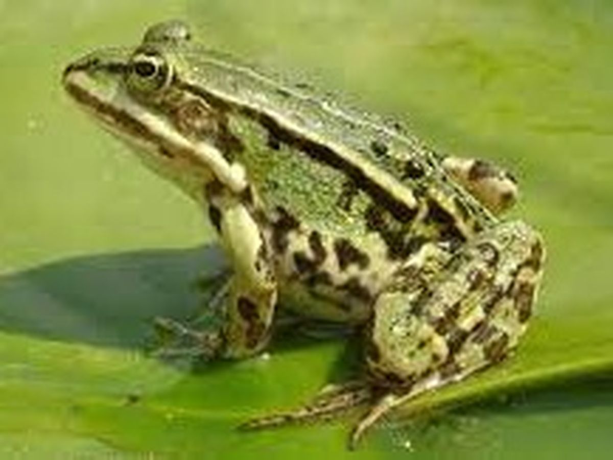 Dimineața Nebună. Cercetătorii au descoperit că piciorul unei broaște s-a refăcut după un cocktail de cinci medicamente. Abordarea ar putea fi aplicată și la oameni în viitor. Audio