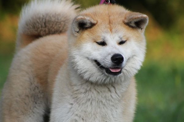 23 februarie 2022. Ziua Internaţională a biscuiţilor pentru c&acirc;ini