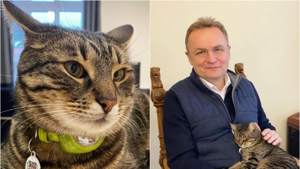 Levchyk, felina care a pus stăp&acirc;nire pe o primărie din Ucraina. Participă acum la toate ședințele și &icirc;nt&acirc;lnirile oficiale