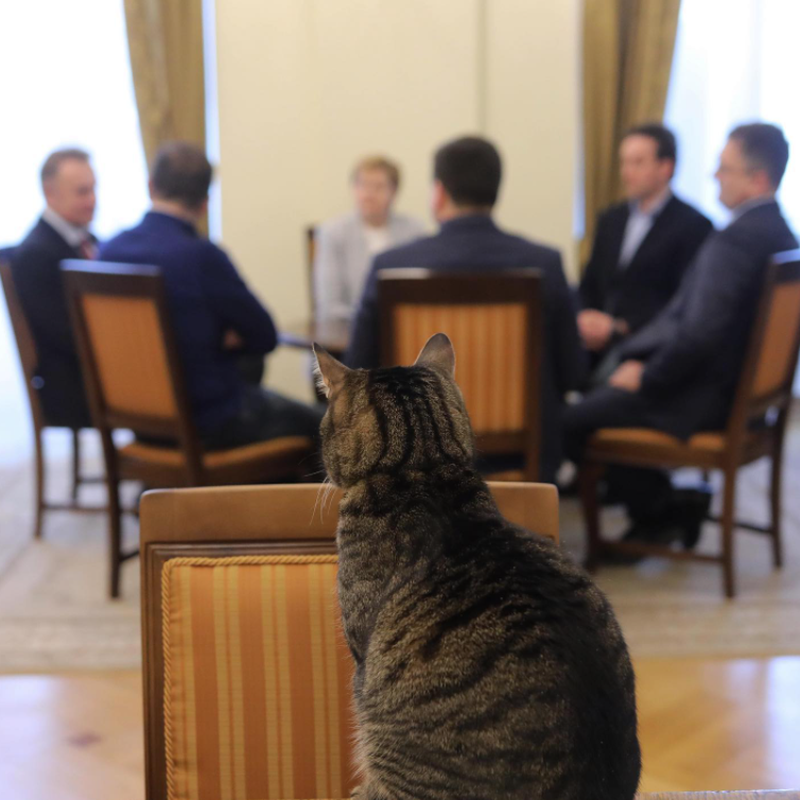 Levchyk, felina care a pus stăpânire pe o primărie din Ucraina. Participă acum la toate ședințele și întâlnirile oficiale