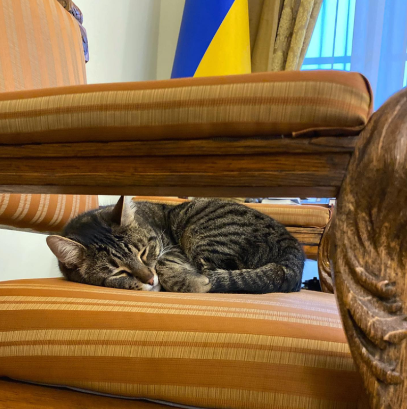 Levchyk, felina care a pus stăpânire pe o primărie din Ucraina. Participă acum la toate ședințele și întâlnirile oficiale