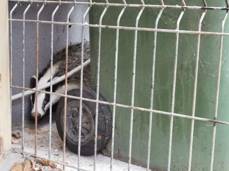 Dimineața Nebună. Misterul bursucului aparut intr-o parcare din Bucuresti. AUDIO