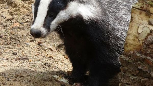 Dimineața Nebună. Misterul bursucului aparut intr-o parcare din Bucuresti. AUDIO