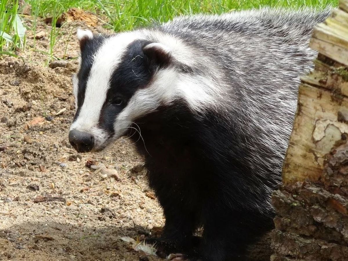 Dimineața Nebună. Misterul bursucului aparut intr-o parcare din Bucuresti. AUDIO 