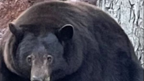 Dimineața Nebună: Localnicii dintr-un oraș din California, terorizați de un urs, de 227 de kg: „Intră în casele oamenilor” - AUDIO