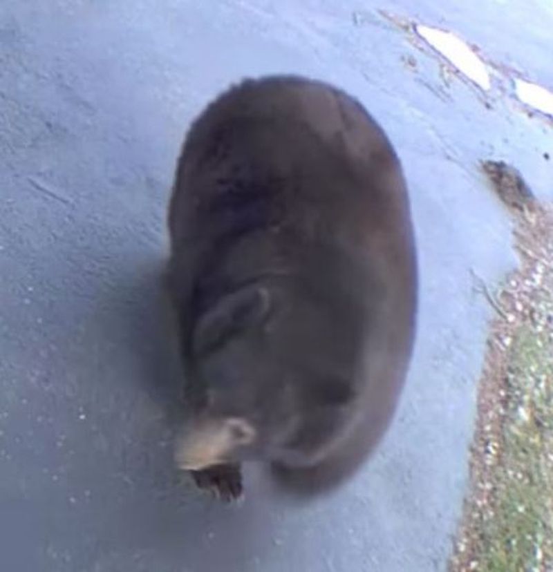 Localnicii dintr-un oraș din California, terorizați de un urs, de 227 de kg