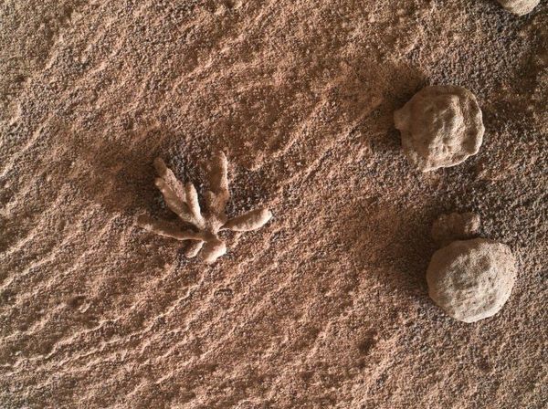 Curiosity a găsit &bdquo;flori&rdquo; pe Marte. Ce sunt, de fapt, aceste formaţiuni minerale?