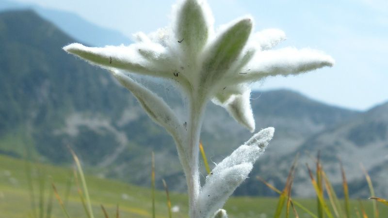 5 martie 2022. Ziua florii de Colț 