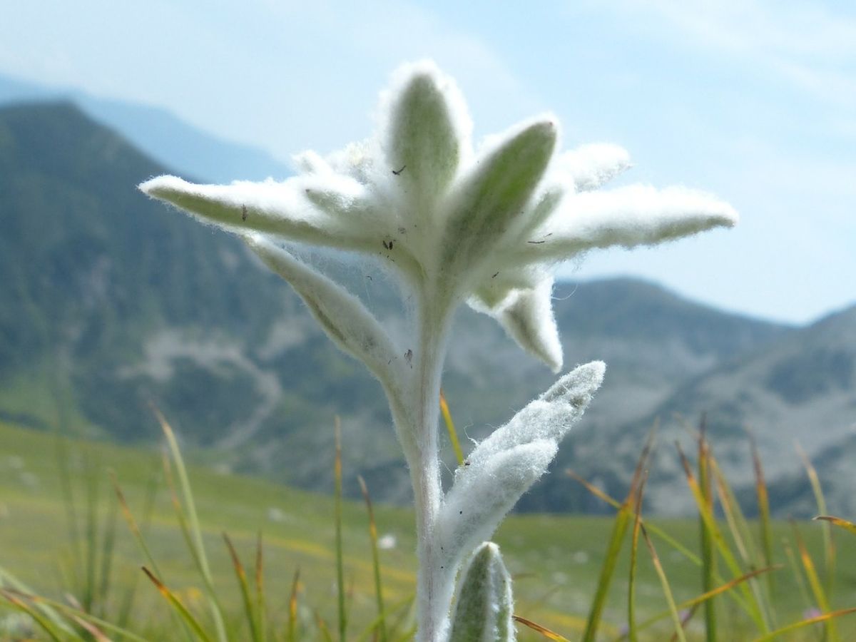 Ziua florii de Colț - 5 martie 
