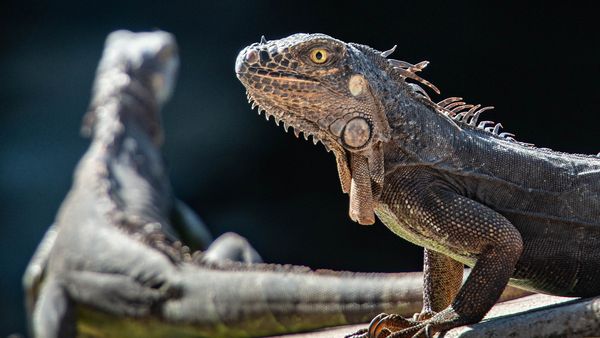 Dimineața Nebună. Un bărbat a încercat să treacă granița cu 52 de şerpi şi şopârle ascunși sub haine. Audio