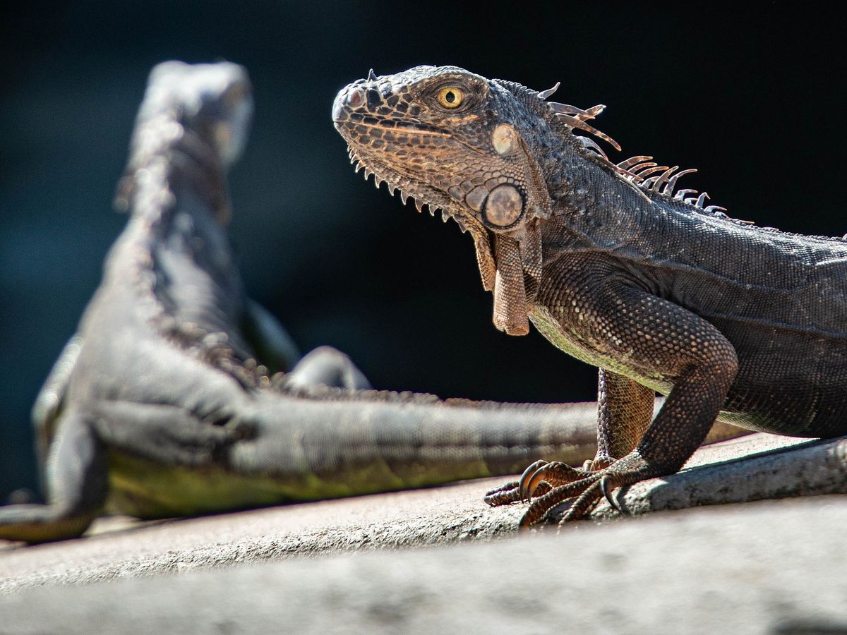 Dimineața Nebună. Un bărbat a încercat să treacă granița cu 52 de şerpi şi şopârle ascunși sub haine. Audio