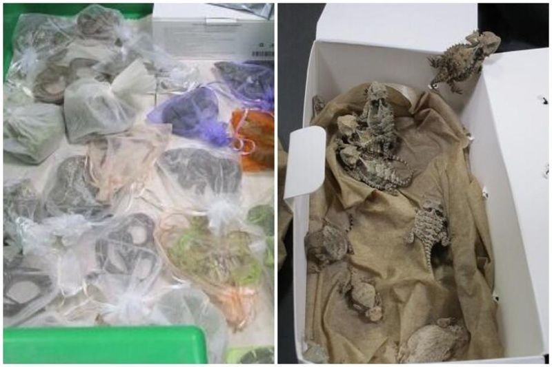 Dimineața Nebună. Un bărbat a încercat să treacă granița cu 52 de şerpi şi şopârle ascunși sub haine. Audio