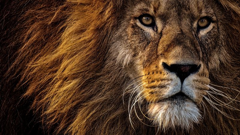 Bancul zilei de luni: Leul cheamă toate animalele 
