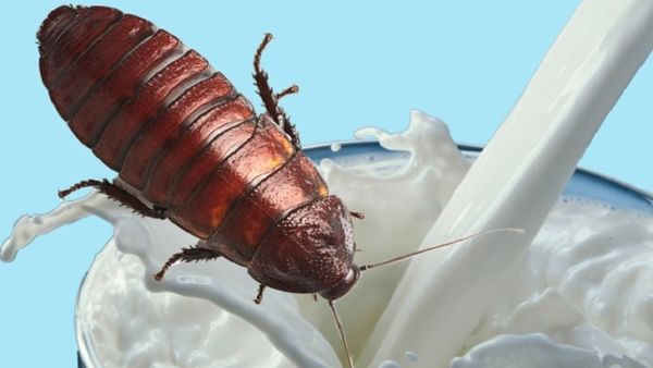 Dimineaţa Nebună: Cercetătorii spun că laptele de gândac ar putea fi viitorul! Conţine mai multe proteine decât cel de vacă. Audio