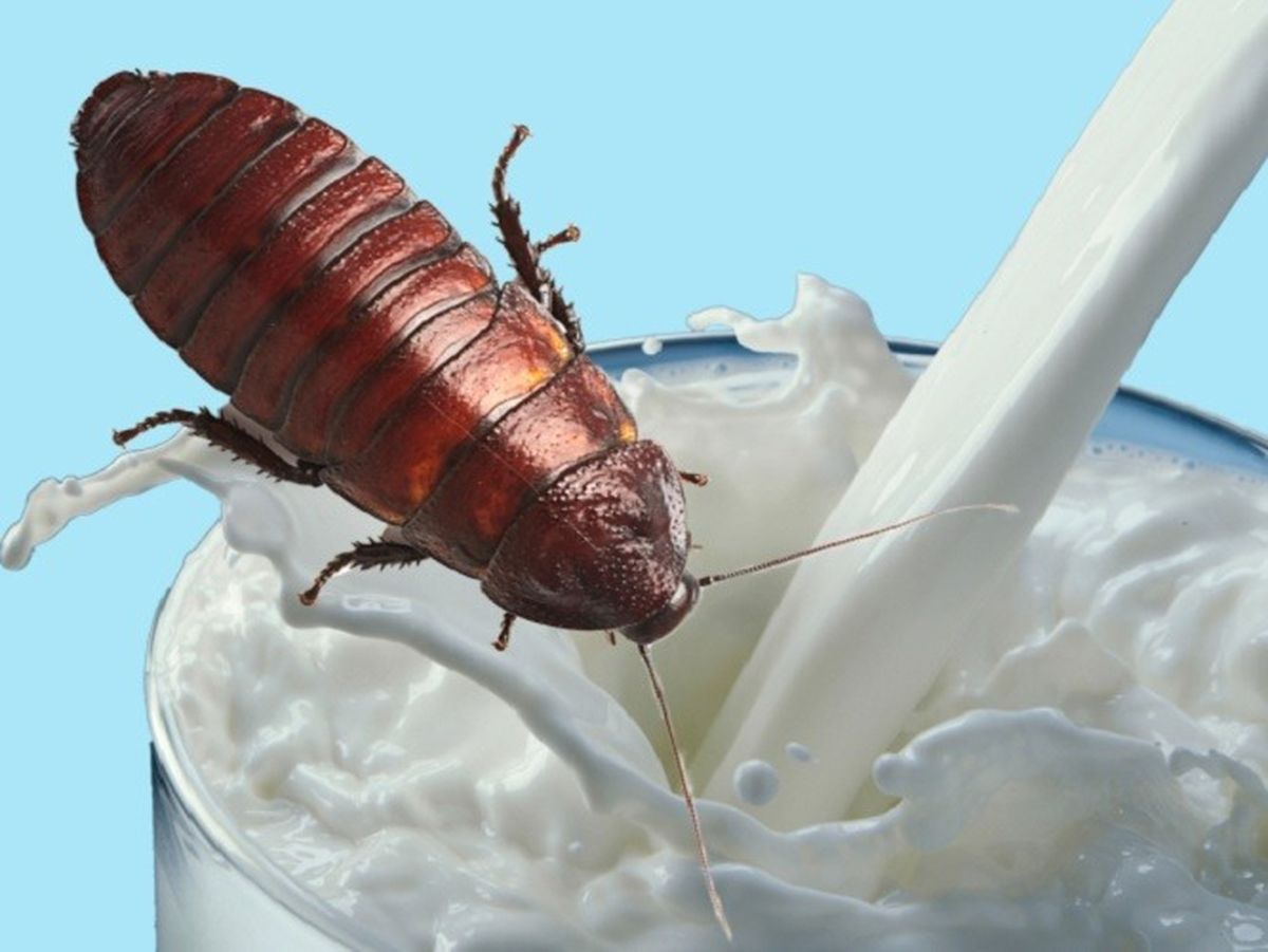 Dimineaţa Nebună: Cercetătorii spun că laptele de gândac ar putea fi viitorul! Conţine mai multe proteine decât cel de vacă. Audio