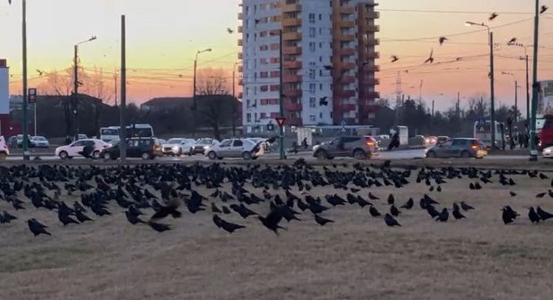 Dimineața Nebună. Kereskenyi Gabor, primarul din Satu Mare îi cere ministrului Mediului soluții pentru alungarea ciorilor din oraș