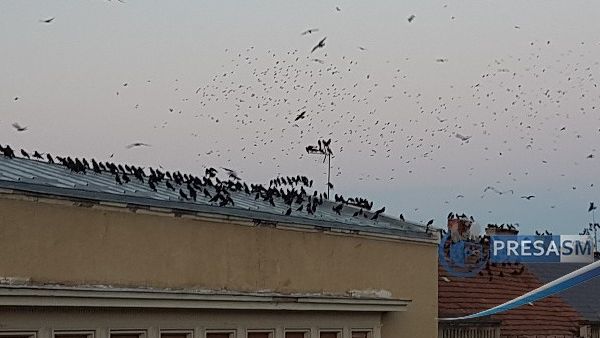 Dimineața Nebună. Kereskenyi Gabor, primarul din Satu Mare îi cere ministrului Mediului soluții pentru alungarea ciorilor din oraș