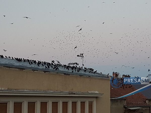 Dimineața Nebună. Kereskenyi Gabor, primarul din Satu Mare &icirc;i cere ministrului Mediului soluții pentru alungarea ciorilor din oraș
