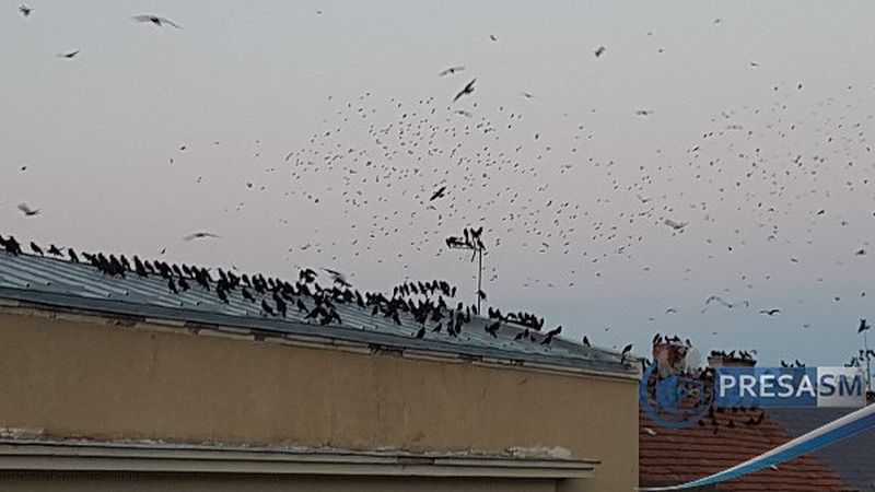 Dimineața Nebună. Kereskenyi Gabor, primarul din Satu Mare &icirc;i cere ministrului Mediului soluții pentru alungarea ciorilor din oraș