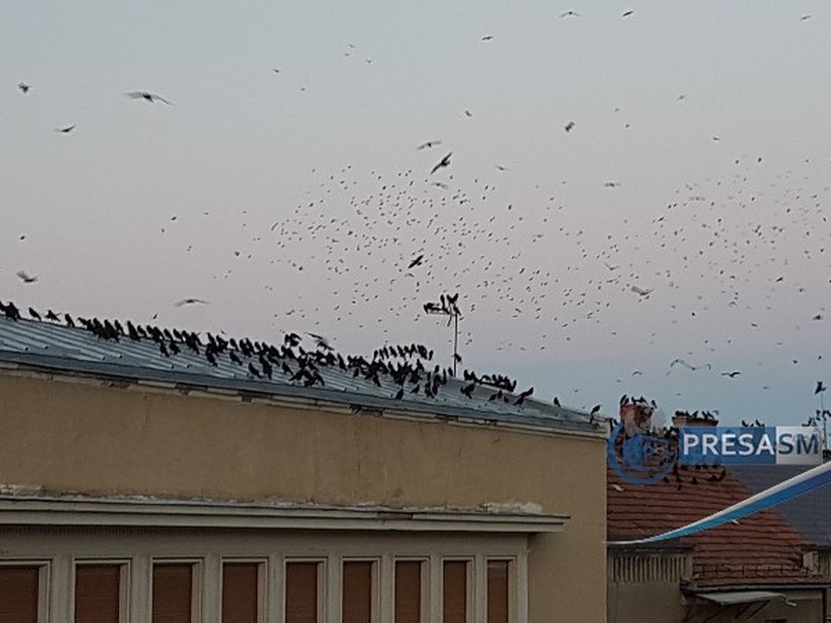 Dimineața Nebună. Kereskenyi Gabor, primarul din Satu Mare &icirc;i cere ministrului Mediului soluții pentru alungarea ciorilor din oraș