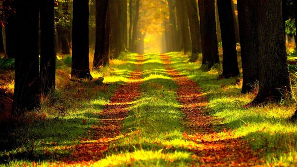 25 martie 2022 - Ziua Naţională a Pădurilor