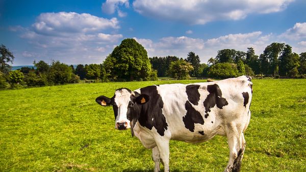 Bancul zilei de vineri: Badea Gheorghe cu vaca la păscut