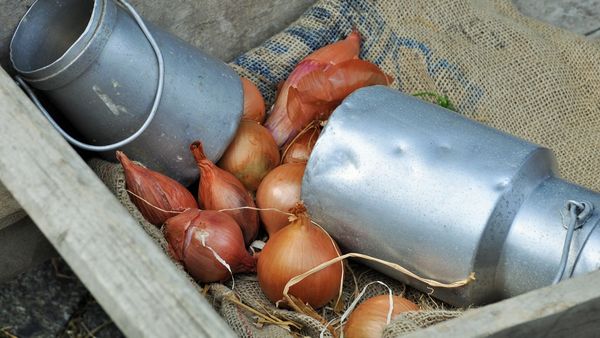 Dimineața Nebună. Dieta medievală! Ce mâncau bogații și săracii din Epoca Medievală?! AUDIO