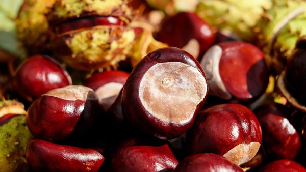 Dimineața Nebună. Mishu, supărat că s-au scumpit castanele: „Mă fac castanagiu”. AUDIO