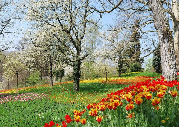 Vremea de Florii 2022 şi de Paşte 2022: Estimările meteorologilor. Prognoza meteo completă