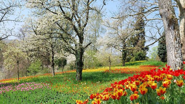 Vremea de Florii 2022 şi de Paşte 2022: Estimările meteorologilor. Prognoza meteo completă