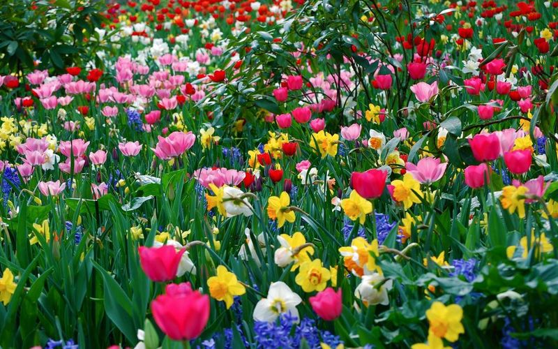 Ce nume se sărbătoresc de Florii 2022?