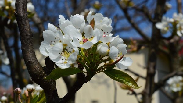 La mulţi ani de Florii 2022! Mesaje, urări şi felicitări pentru cei care îşi serbează onomatisca în această zi