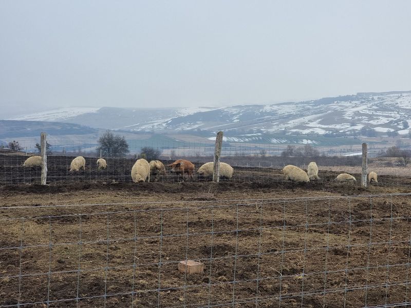 Sâmbăta aceasta, de la ora 15:00, în „ROventura”, periplu de poveste prin Sighișoara Medievală