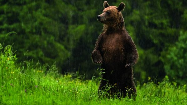 Bancul zilei de miercuri, 27 aprilie: Un ateu se  plimba prin pădure c&acirc;nd a fost dat nas &icirc;n nas cu un urs