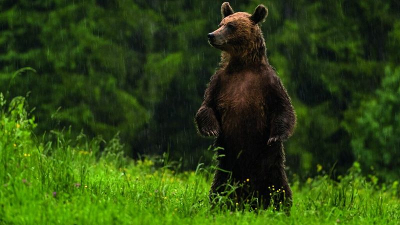 Bancul zilei de miercuri, 27 aprilie: Un ateu se  plimba prin pădure c&acirc;nd a fost dat nas &icirc;n nas cu un urs