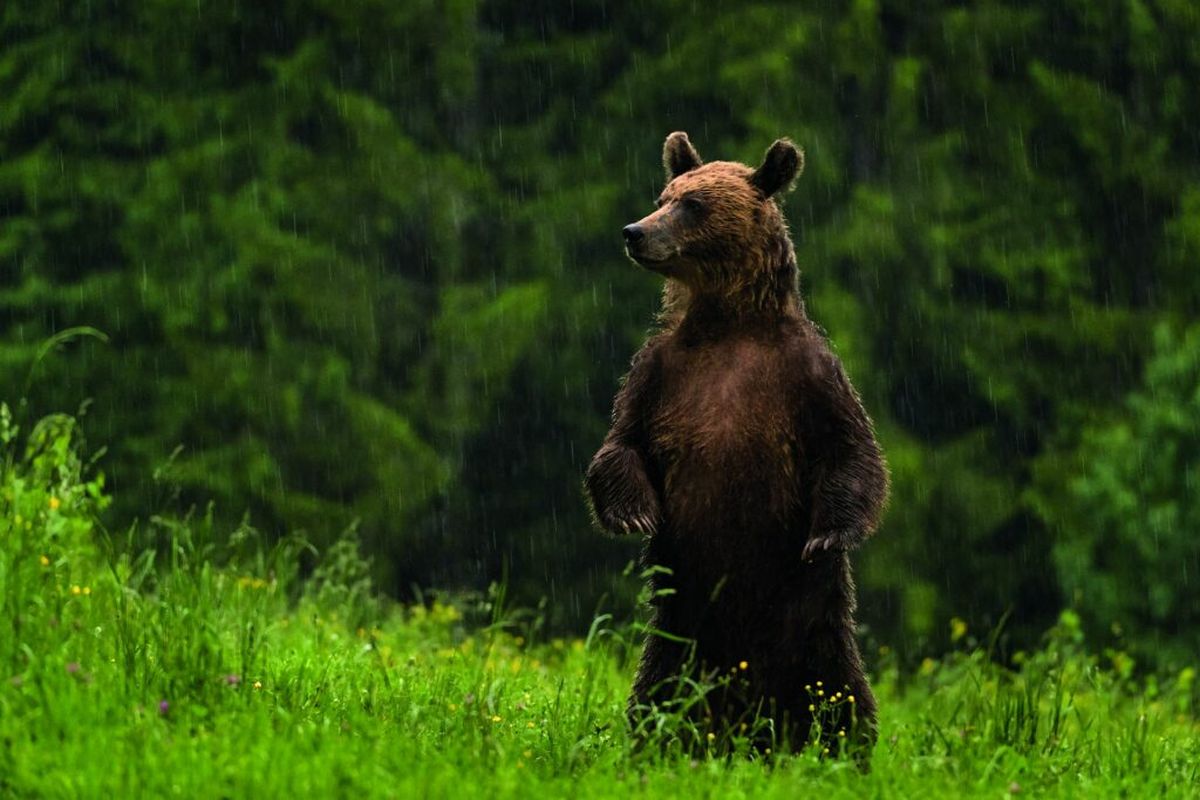 Bancul zilei de miercuri: Un ateu se  plimba prin pădure c&acirc;nd a fost dat nas &icirc;n nas cu un urs 