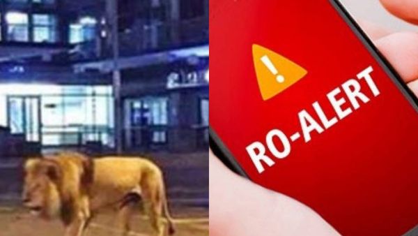 Un leu umblă liber pe străzile din Târgovişte! Autoritățile au emis un mesaj RO-Alert: „Rămâneți în locuințe”