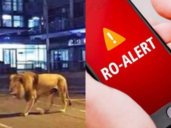 Un leu umblă liber pe străzile din T&acirc;rgovişte! Autoritățile au emis un mesaj RO-Alert: &bdquo;Răm&acirc;neți &icirc;n locuințe&rdquo;