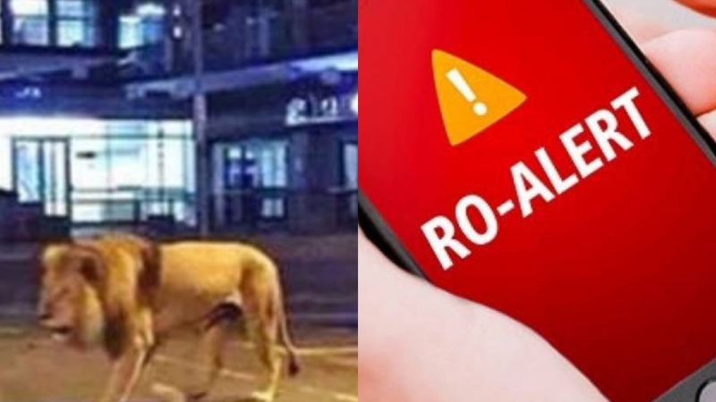 Un leu umblă liber pe străzile din T&acirc;rgovişte! Autoritățile au emis un mesaj RO-Alert: &bdquo;Răm&acirc;neți &icirc;n locuințe&rdquo;